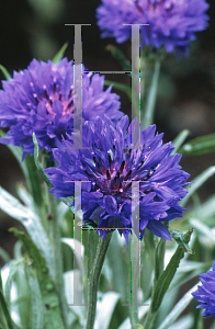 Picture of Centaurea cyanus 