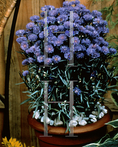 Picture of Centaurea cyanus 