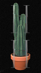 Picture of Cereus uruguayanus 