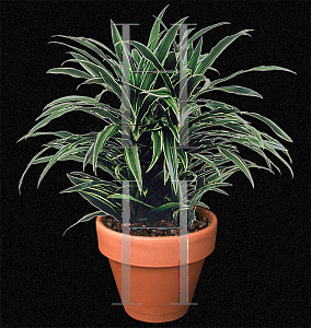 Picture of Dracaena deremensis 'Warneckii (Souvenir de Schriever)'