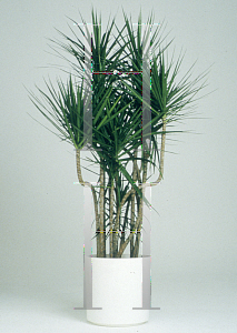 Picture of Dracaena marginata 