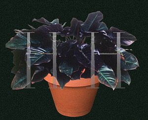 Picture of Philodendron x 'Black Cardinal'