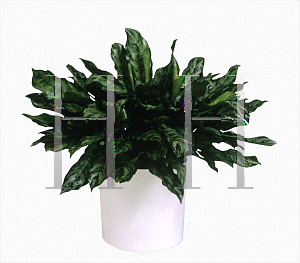 Picture of Aglaonema romana 