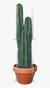 Picture of Cereus uruguayanus 