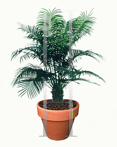 Picture of Cycas circinalis 