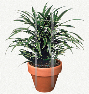 Picture of Dracaena deremensis 'Warneckii (Souvenir de Schriever)'