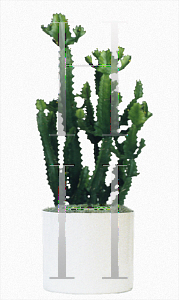 Picture of Euphorbia lactea 