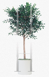 Picture of Ficus microcarpa 'Nitida'