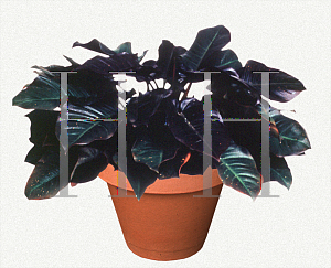 Picture of Philodendron x 'Black Cardinal'