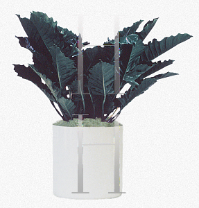 Picture of Philodendron x 'Pluto'