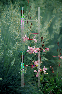 Picture of Oenothera lindheimeri 'Siskiyou Pink'