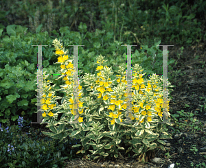 Picture of Lysimachia punctata 'Alexander'