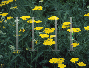 Picture of Achillea  'Coronation Gold'