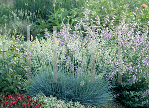 Picture of Festuca glauca 'Elijah Blue'