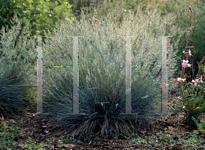 Picture of Festuca glauca 'Elijah Blue'