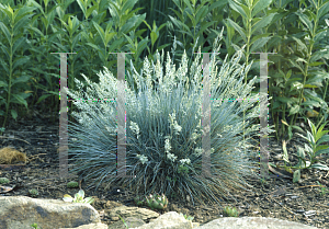 Picture of Festuca glauca 'Elijah Blue'