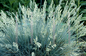 Picture of Festuca glauca 'Elijah Blue'