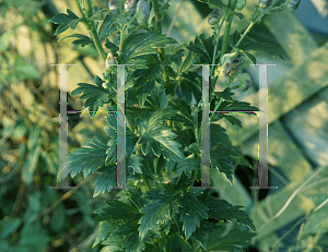 Picture of Aconitum napellus 