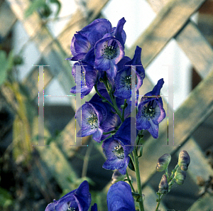 Picture of Aconitum napellus 