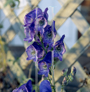 Picture of Aconitum napellus 