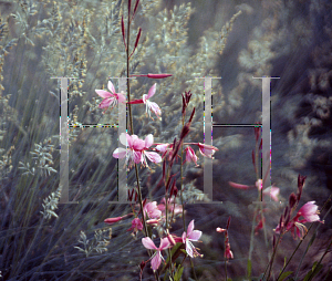 Picture of Oenothera lindheimeri 'Siskiyou Pink'