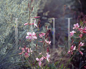 Picture of Oenothera lindheimeri 'Siskiyou Pink'