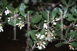 Picture of Arctostaphylos densiflora 