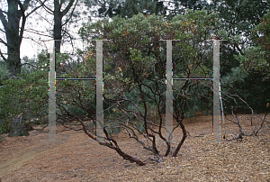 Picture of Arctostaphylos densiflora 