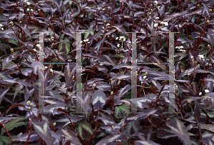 Picture of Polygonum microcephalum 'Red Dragon'