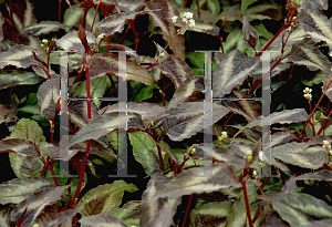 Picture of Polygonum microcephalum 'Red Dragon'