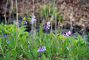 Picture of Mertensia virginica 