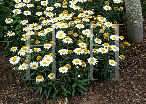 Picture of Leucanthemum x superbum 'Snowcap'