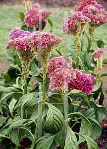 Picture of Celosia argentea (Cristata Group) 'Startrek Rose Pink'