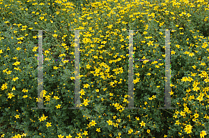 Picture of Bidens ferulifolia 'Golden Eye'