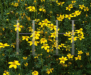 Picture of Bidens ferulifolia 'Golden Eye'