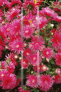 Picture of Aster  'Starlight Scarlet'