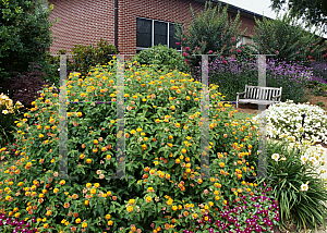 Picture of Lantana camara 'Miss Huff'