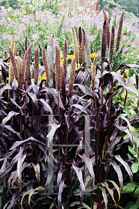 HORTICOPIA®-- Panicum miliaceum 'Purple Majesty' (Millet, Broomtail ...
