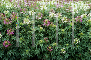 Picture of Cleome hassleriana 'Sparkler Mix'