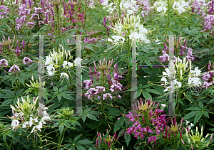 Picture of Cleome hassleriana 'Sparkler Mix'