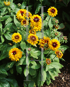 Picture of Rudbeckia hirta 'Cherokee Sunset'