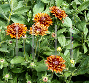 Picture of Rudbeckia hirta 'Cherokee Sunset'