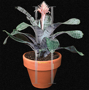 Picture of Aechmea fasciata 