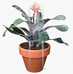 Picture of Aechmea fasciata 