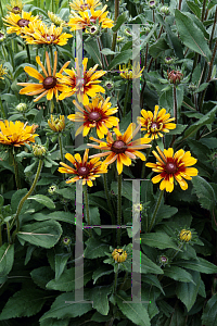 Picture of Rudbeckia hirta 'Quilled Petals Mix'