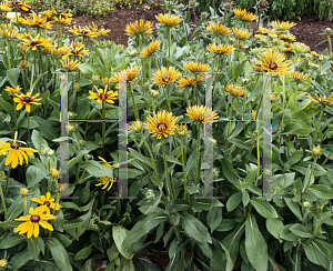 Picture of Rudbeckia hirta 'Quilled Petals Mix'