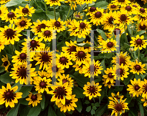 Picture of Rudbeckia hirta 'Summer Light'