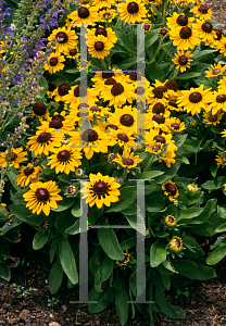 Picture of Rudbeckia hirta 'Summer Light'