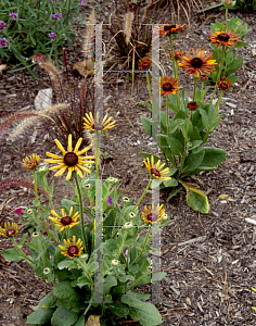 Picture of Rudbeckia hirta 'Chim Chiminee'
