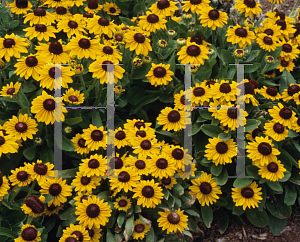 Picture of Rudbeckia hirta 'Spotlight'